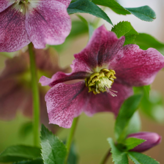 Lenzrose 'Elsa®', rot*