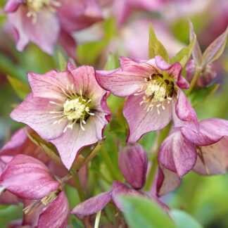Lenzrose 'Pretty Ellen', pink*