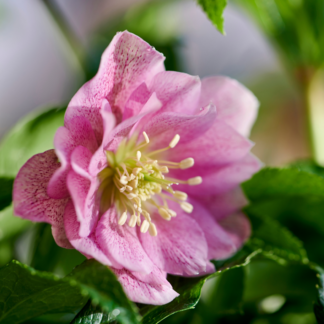 Lenzrose 'Vera®', rosa*