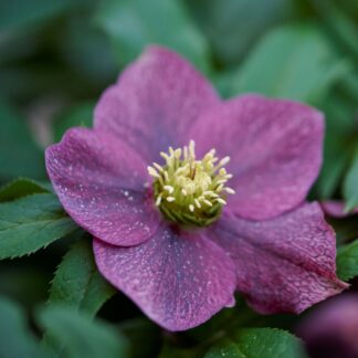 Lenzrose 'ViV® Victoria', purpurrot*