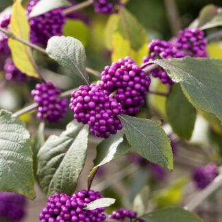 Liebesperlenstrauch 'Profusion', violett*