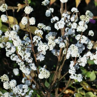 Liebesperlenstrauch / Schönfrucht 'Magical® Snowstar' Liefergröße: 60 - 80 cm*