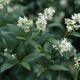 Liguster 'Atrovirens', 3 Pflanzen, 3 Pflanzen, weiß*