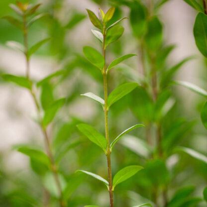 Liguster-Hecke 'Atrovirens', 3 Pflanzen, weiß*