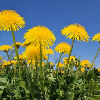 Löwenzahn PetLove, gelb*