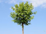 Lollypop Birke 'Magical Globe' ®, Stamm 60 cm, 80-100 cm, Betula pendula 'Magical Globe' ®, Stämmchen*