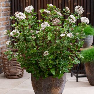 Lorbeer-Schneeball 'Rock 'n Rolla®' C5 40 - 60 cm Liefergröße: 40 - 60 cm*