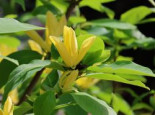 Magnolie 'Daphne', 125-150 cm, Magnolia 'Daphne', Containerware*