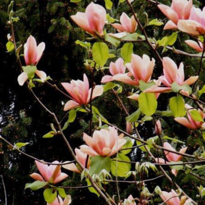 Magnolie 'Flamingo', rosa*