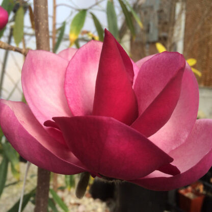 Magnolie 'Frank Masterpiece', rot*