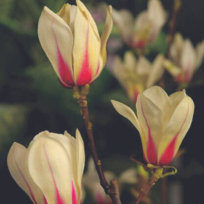 Magnolie 'Sunrise', weiß*