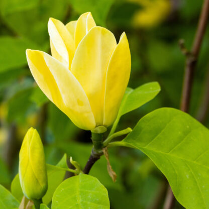 Magnolie 'Yellow Bird', gelb*