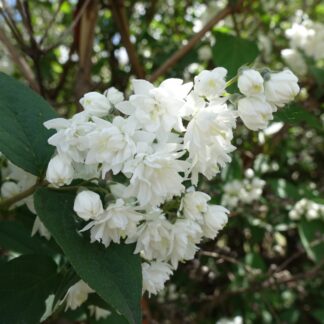 Maiblumenstrauch 'Plena', weiß*