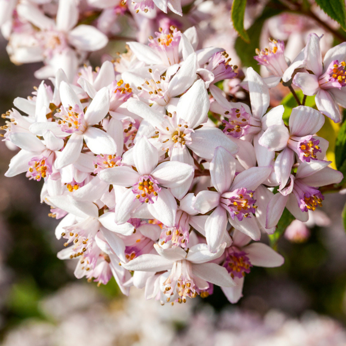 Maiblumenstrauch 'Yuki Cherry Blossom®', pink*