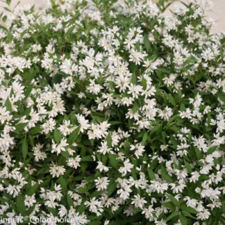 Maiblumenstrauch 'Yuki Snowflake®', weiß*