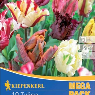 Mega-Pack Papageien-Tulpen Mischung, 12 Zwiebeln, bunt*