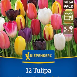 Mega-Pack Späte Tulpen Mischung, 12 Zwiebeln, bunt*
