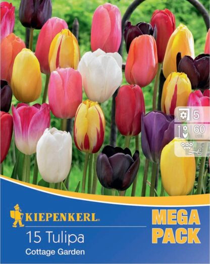 Mega-Pack Späte Tulpen Mischung, bunt*