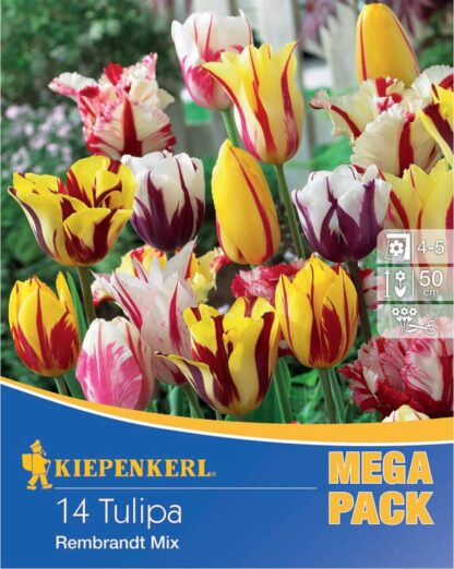 Mega-Pack Tulpen-Mischung, bunt*