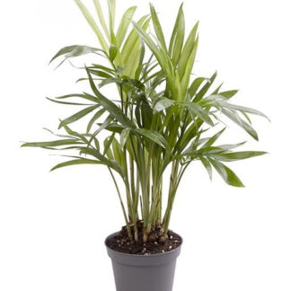 Mini-Bergpalme*