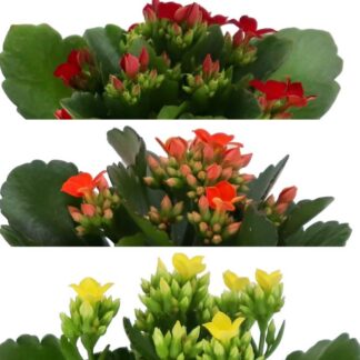 Mini-Flammendes Käthchen, 3er Set, 3 Pflanzen, bunt*