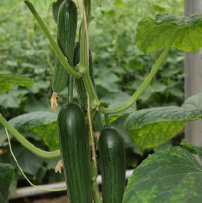 Mini-Gurke 'Rimoni', veredelt*