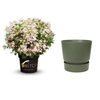 Mini-Rispenhortensie 'Switch® Ophelia' mit Topf grün ohne Erde Liefergröße: | 1 Rispenhortensie & 1 Pflanzkübel*