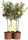 Ministämmchen-Apfel 'Cox Orange' Renette, Stamm 30 cm, 50-60 cm, Malus 'Cox Orange' Renette, Stämmchen*