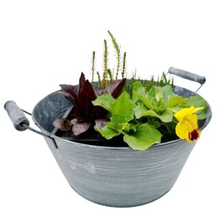 Miniteich mit Zinkwanne "Starter Set", 4 Pflanzen, Pflanzkorb, Zinkwanne, bunt*