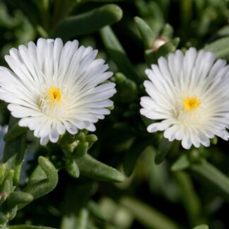 Mittagsblume, weiß*