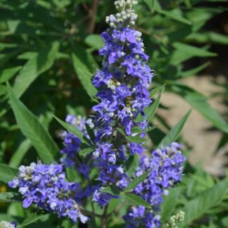 Mönchspfeffer 'Blue Puffball®', violett*