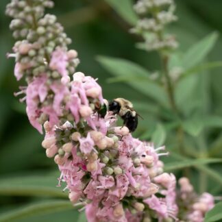 Mönchspfeffer 'Galactic Pink®', rosa*