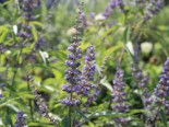 Mönchspfeffer / Keuschbaum, 30-40 cm, Vitex agnus-castus var. latifolia, Containerware*