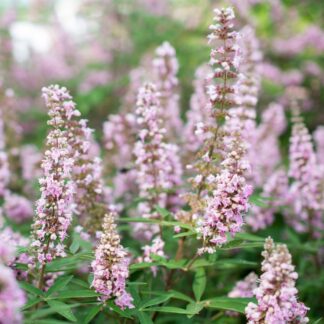 Mönchspfeffer 'Pink Pinnacleⓢ', rosa*