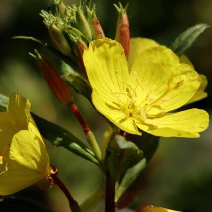 Nachtkerze 'Lemon Drop', gelb*