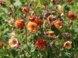 Nelkenwurz 'Mai Tai' ®, Geum chiloense 'Mai Tai' ®, Containerware*