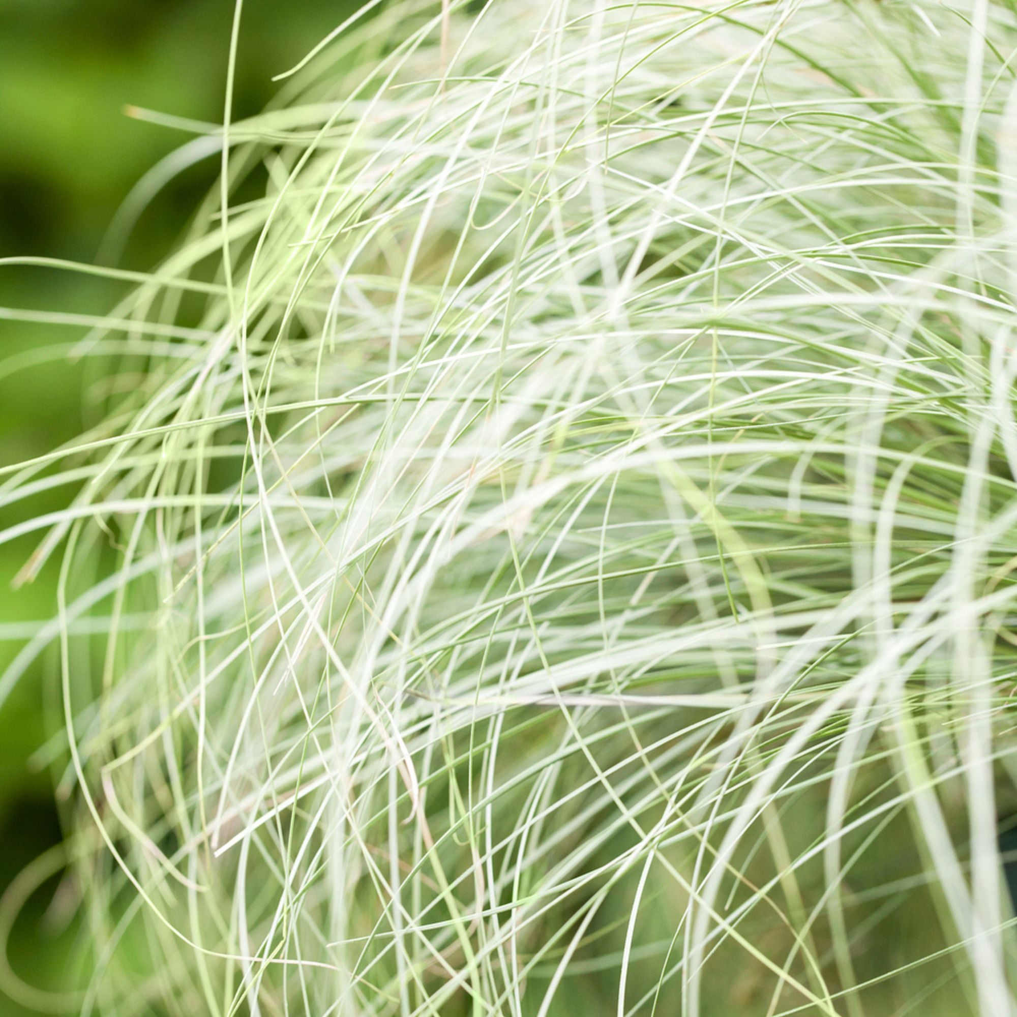 Neuseeländische Segge 'Frosted Curls'*