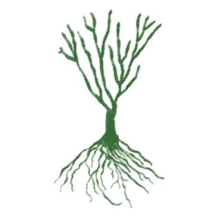 Nostalgische Strauchrose 'Soul®' - ADR-Rose, Wurzelnackte Pflanze, A-Qualität, 3 starke Triebe Liefergröße: min. 3 starke Triebe*