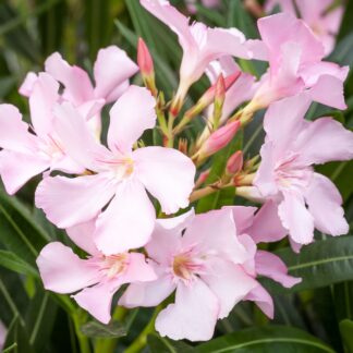 Oleander Stamm, rosa*