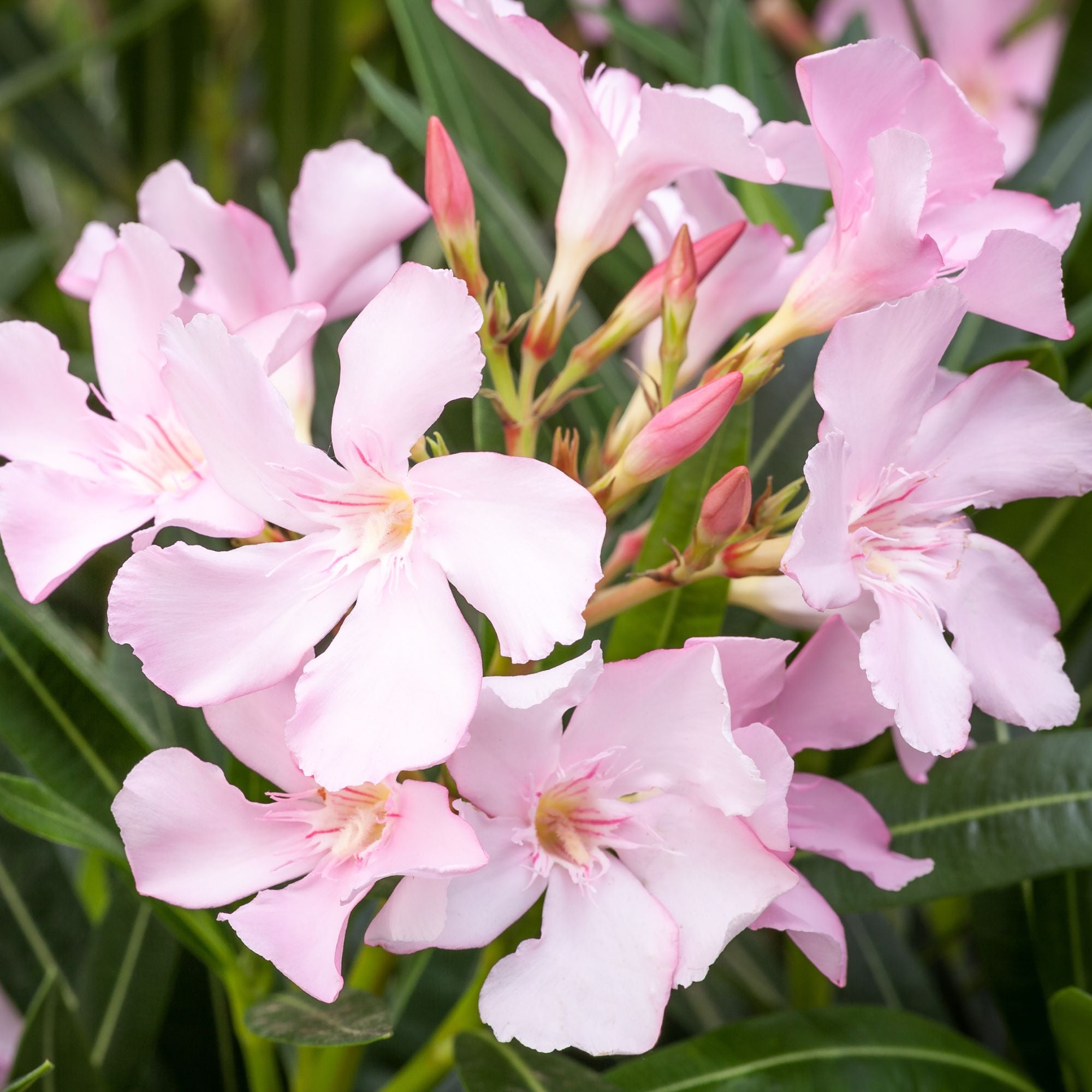 Oleander Stamm, rosa*