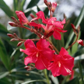 Oleander Stamm, rot*