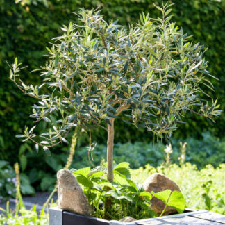 Olivenbaum, Stamm, weiß*