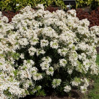 Orangenblume 'White Dazzler®', weiß*