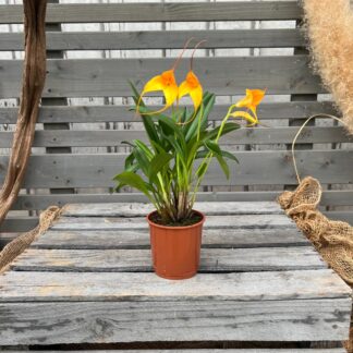 Orchidee 'BellaVallia', gelb*