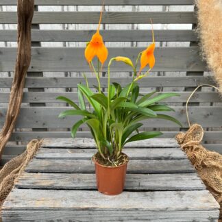 Orchidee 'BellaVallia', orange*