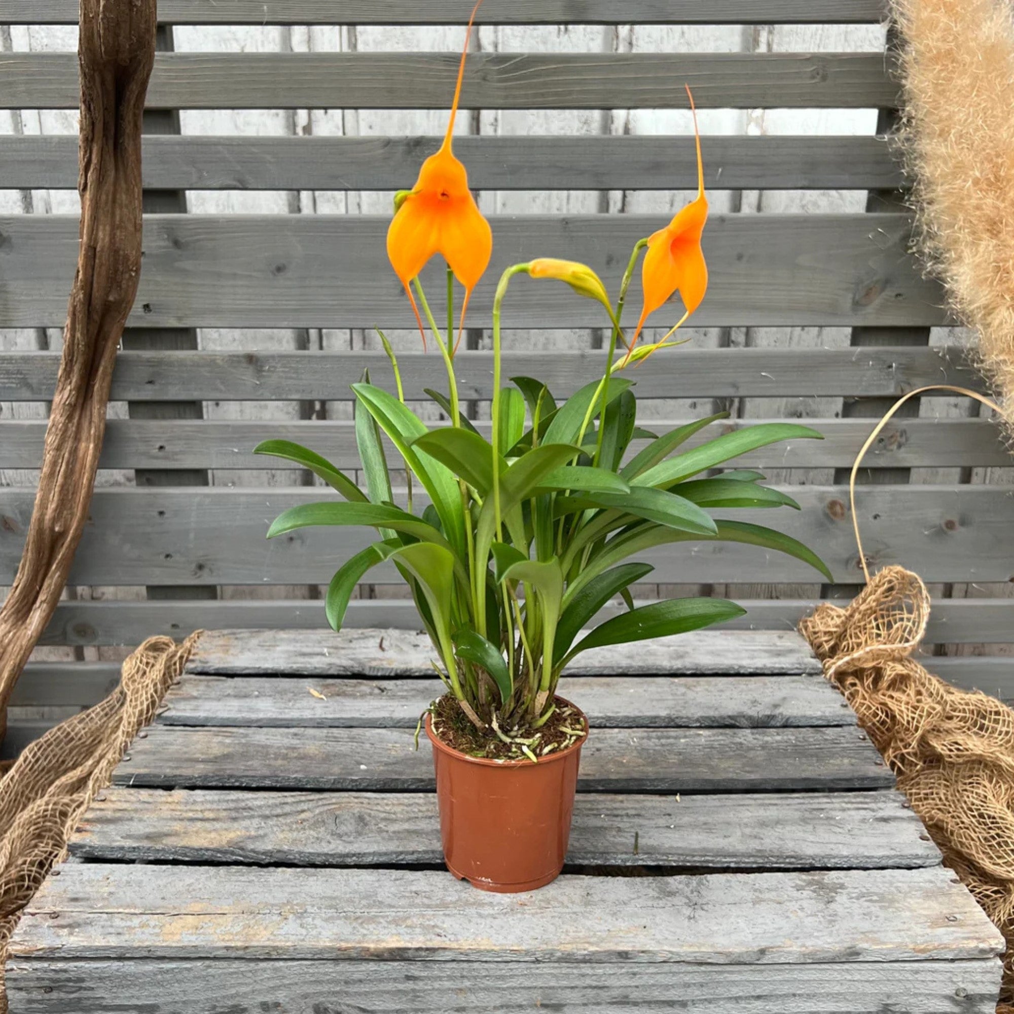 Orchidee 'BellaVallia', orange*