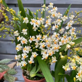 Orchidee 'Jasmin', weiß*