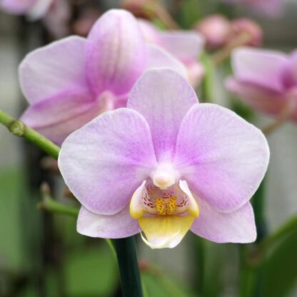 Orchidee 'MaRie' ShowTime, mit Übertopf*