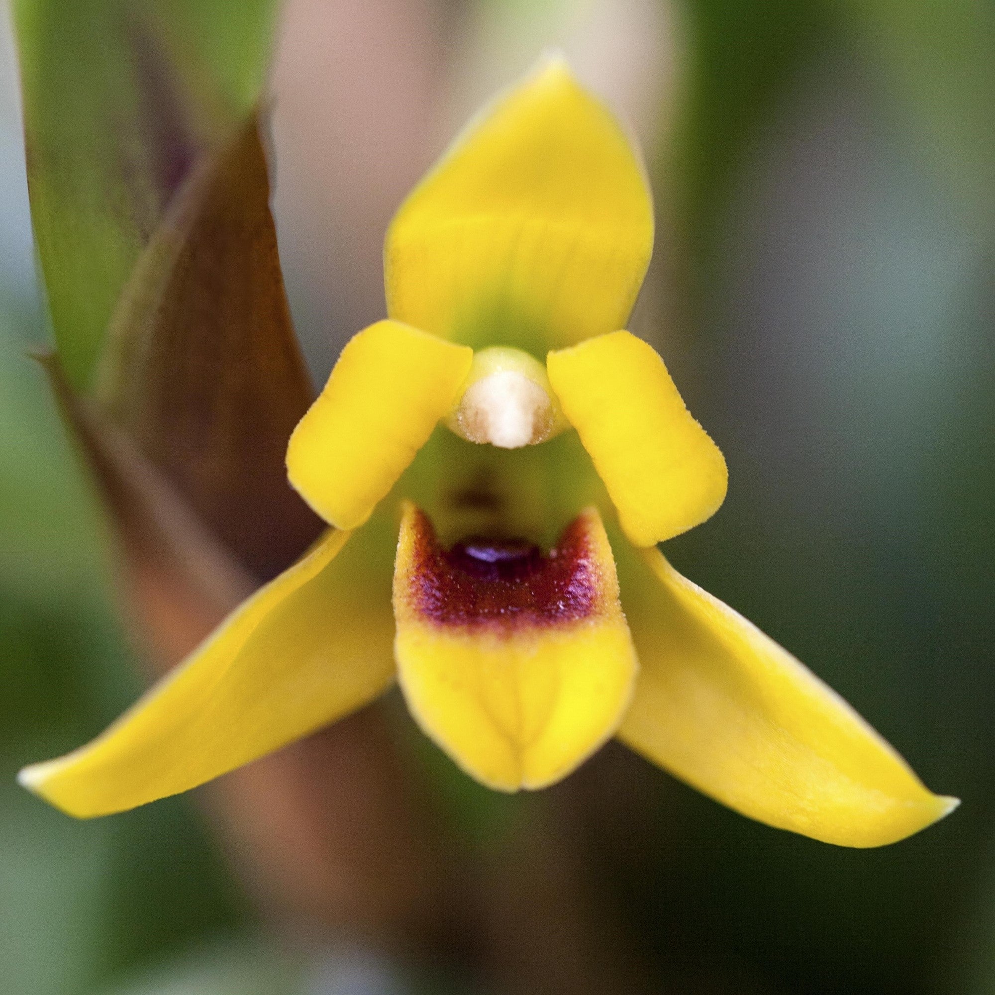 Orchidee, gelb*