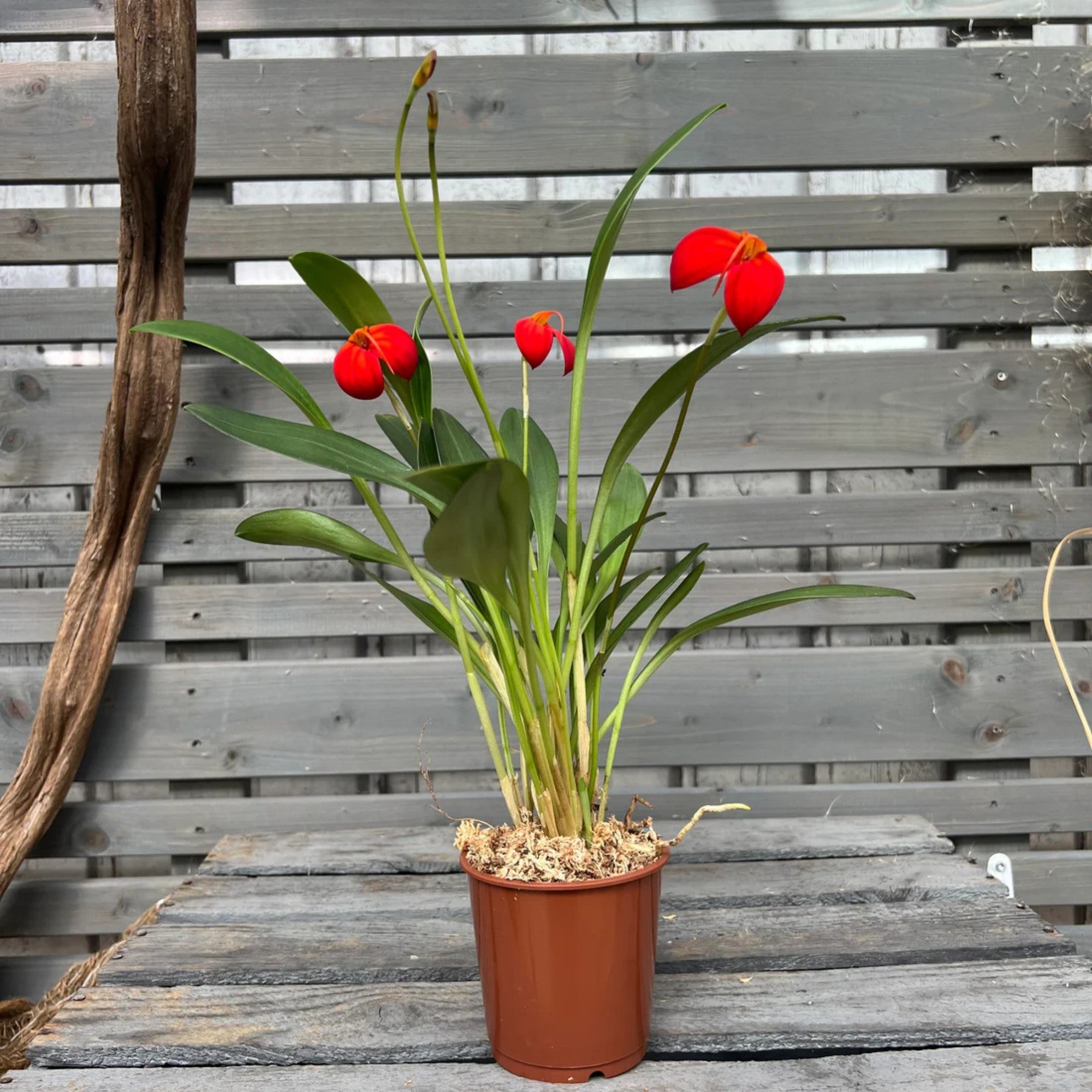 Orchidee, rot*
